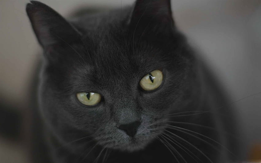 Szary kot z zielonymi oczami MacBook Air, czarny kot z zielonymi oczami Tapeta HD
