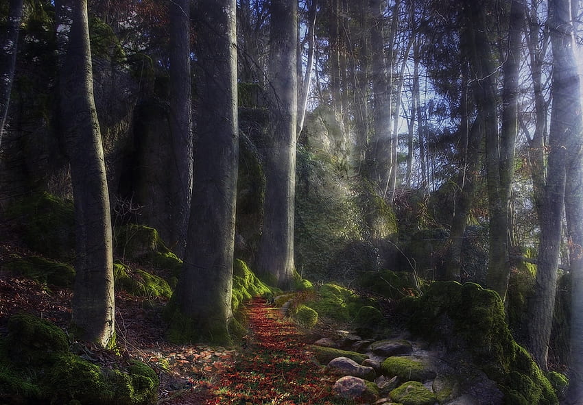 Nature, Stones, Sun, Shine, Light, Beams, Rays, Forest, Path, Moss, Mysterious, Track HD wallpaper
