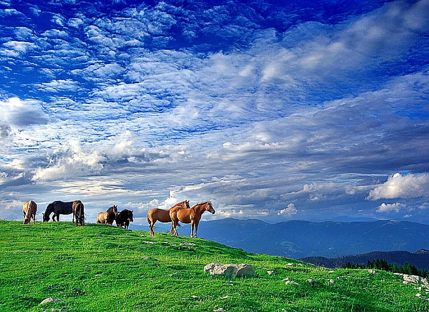 Dzikie konie, piękne Tapeta HD
