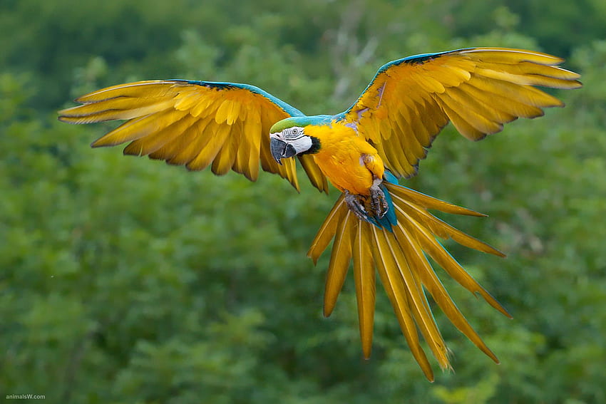 Blue-and-Yellow-Macaw-Bird-Flying、青、鳥、黄色、緑、コンゴウインコ、自然、飛行、オウム 高画質の壁紙