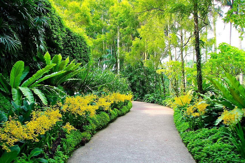 Nature, Trees, Path, Singapore, Botanical Garden, Botanic Gardens HD wallpaper