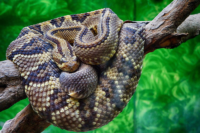 Animals, Snake, Scale, Scales, Rattlesnake HD wallpaper