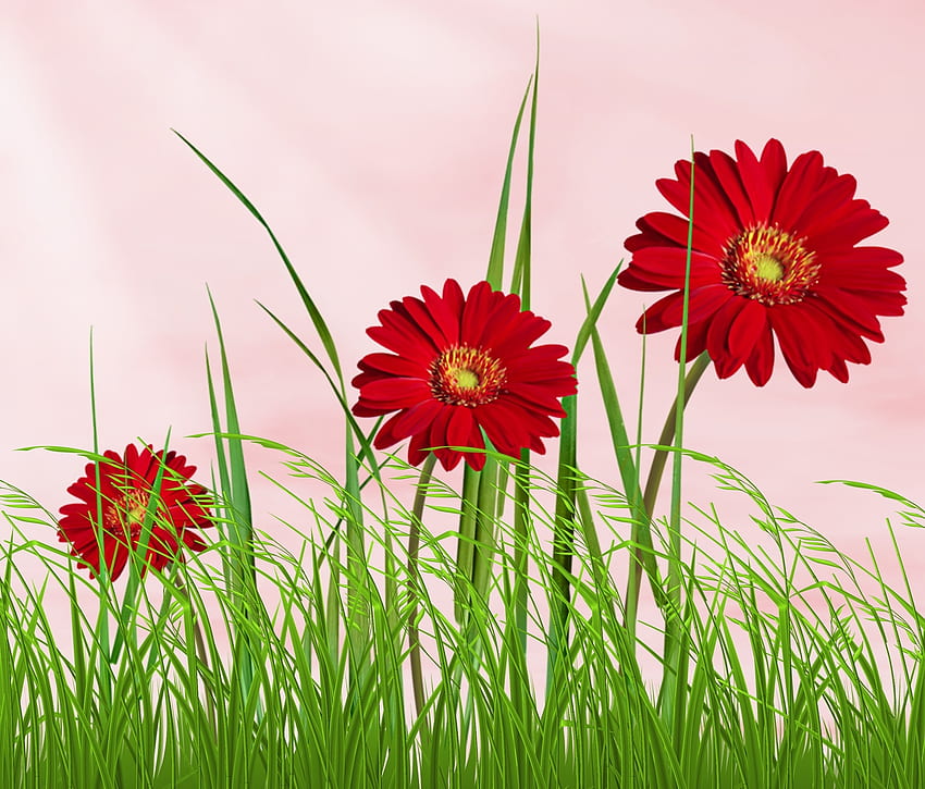 Flor roja de verano, verano, campo, flor, verde, rojo, hierba, flora fondo de pantalla