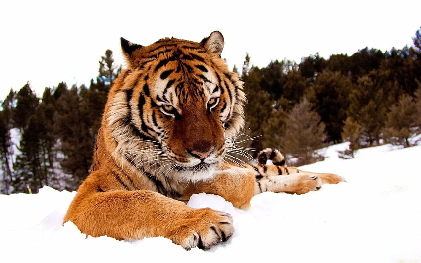 Tiere, Schnee, gestreift, große Katze, Tiger HD-Hintergrundbild