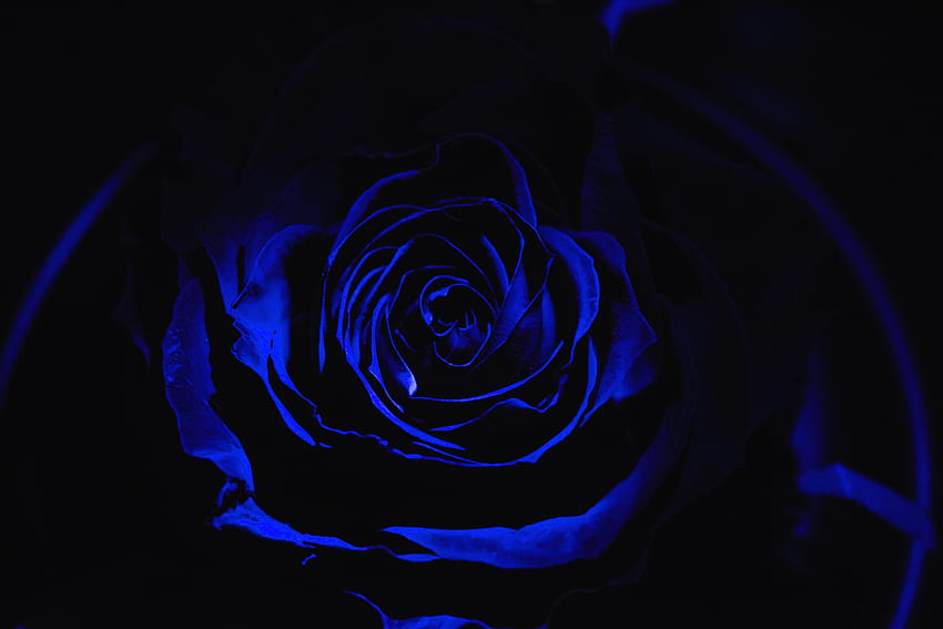 rosa azul, oscuro, primer plano fondo de pantalla