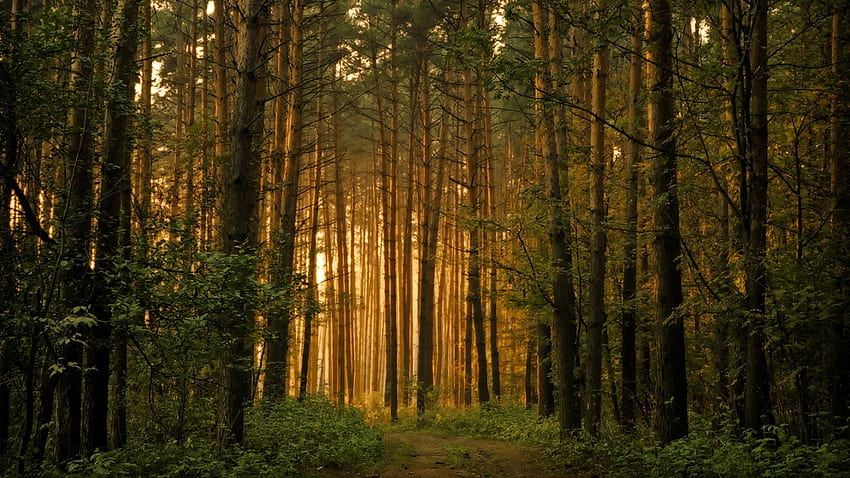 สู่แสงทอง สีทอง แสงแดด ต้นไม้ ธรรมชาติ ใบหญ้า ป่าไม้ วอลล์เปเปอร์ HD