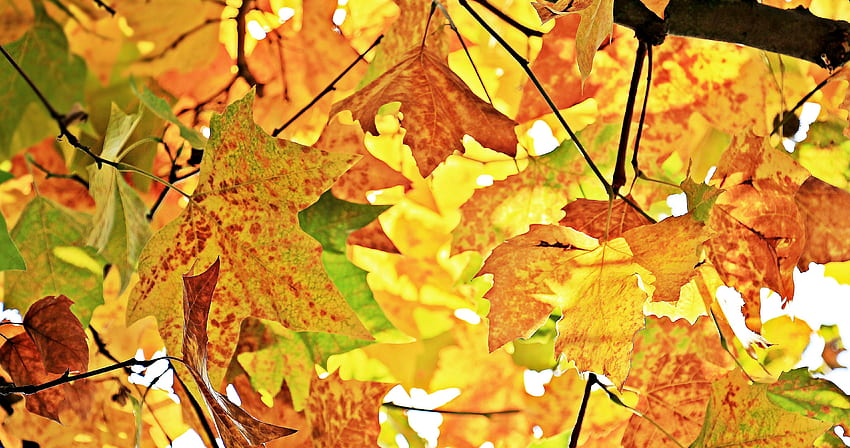 nature, automne, bois, arbre, branches, feuillage, érable Fond d'écran HD