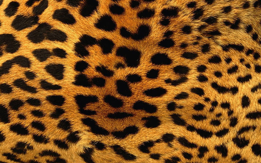cetakan harimau. Cetak binatang, cetak Macan Tutul, Kulit Harimau Wallpaper HD