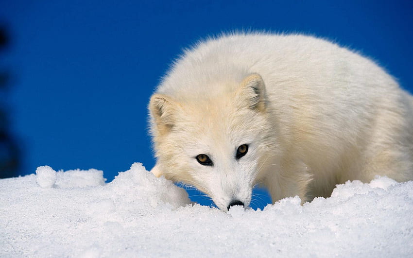 Zwierzęta, śnieg, kaganiec, polowanie, polowanie, lis polarny Tapeta HD