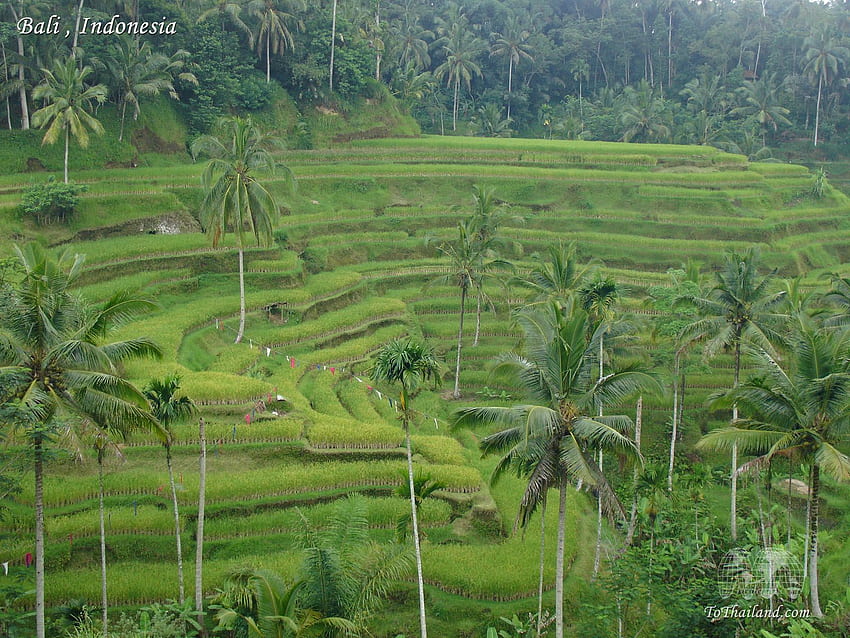 Bali , Indonesia, Rice Fields Bali Indonesia HD wallpaper