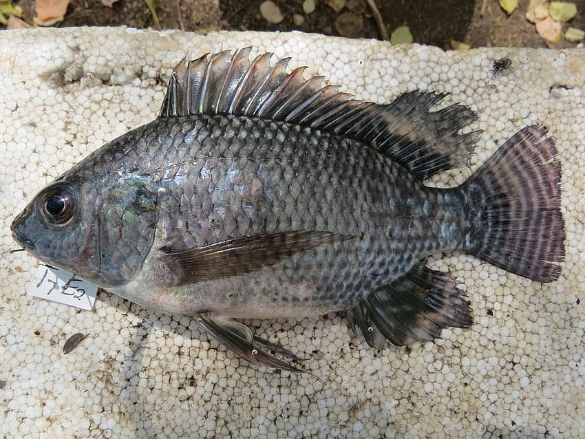 Nile Tilapia HD wallpaper