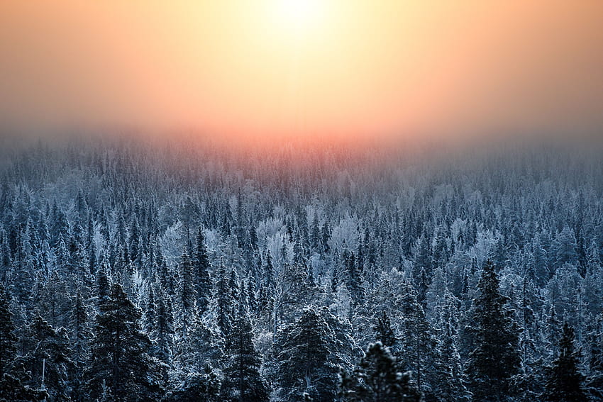 風景, 冬, 自然, 日没, 雪, 森, もや 高画質の壁紙
