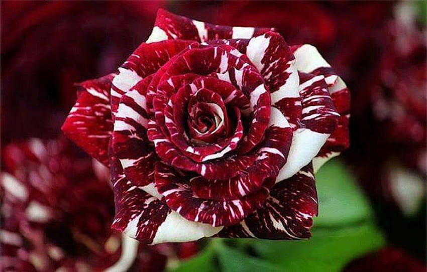 Tiger-striped Rose, bordeaux, blanc, roses, rayé, fleurs Fond d'écran HD