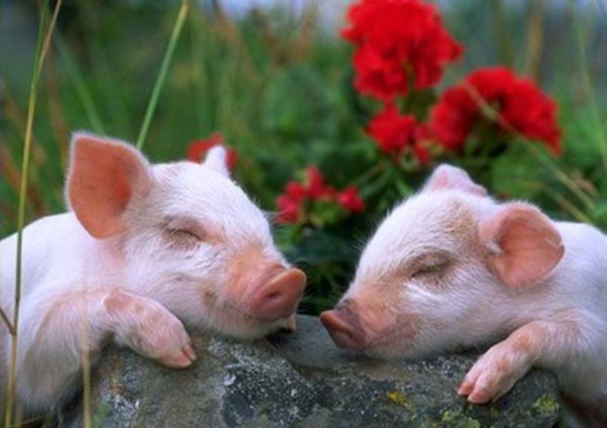 BABI TIDUR LUCU, merah muda, babi, binatang, imut, bunga, sedang tidur Wallpaper HD