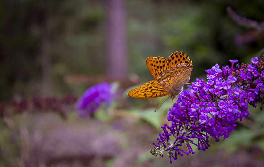 Blumen, Makro, Schmetterling, Flügel HD-Hintergrundbild