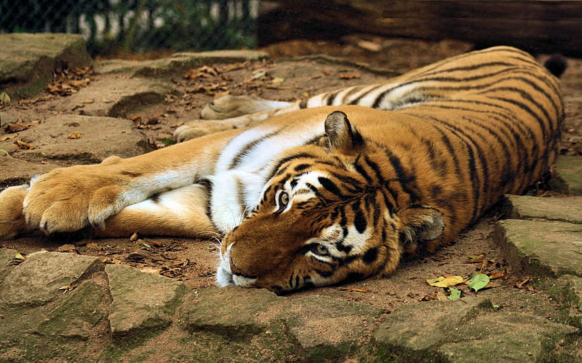Zwierzęta, Leżeć, Leżeć, Drapieżnik, Wielki Kot, Tygrys Tapeta HD