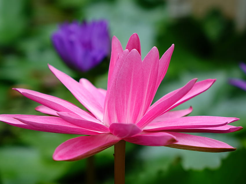 ดอกไม้ สีชมพู ดอกบัว ดอกไม้ กลีบดอกไม้ วอลล์เปเปอร์ HD