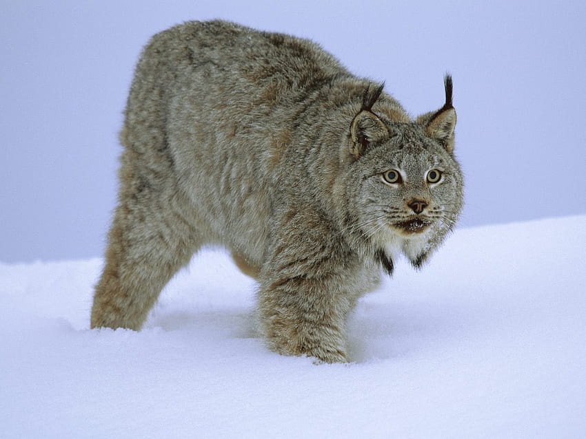Snow Lynx, gato salvaje, gato, lince fondo de pantalla