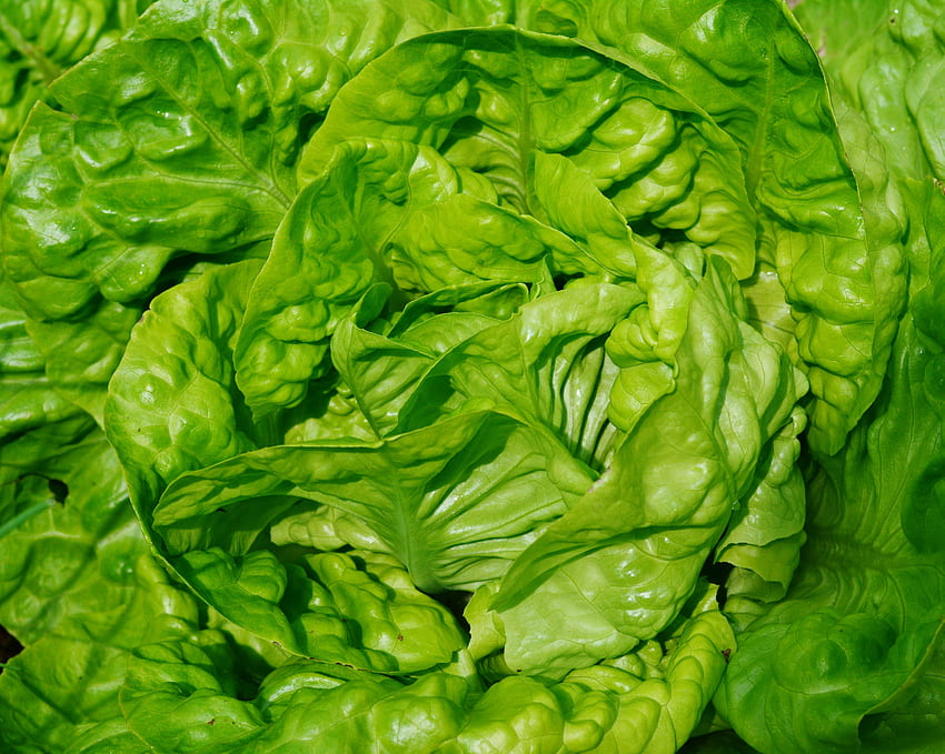 Lebensmittel, Blätter, Nahaufnahme, Salat, Gemüse HD-Hintergrundbild