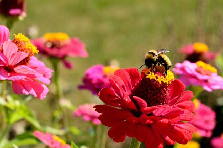 Bee At Work, bees, honeybee, pollinate, carpenter bee HD wallpaper