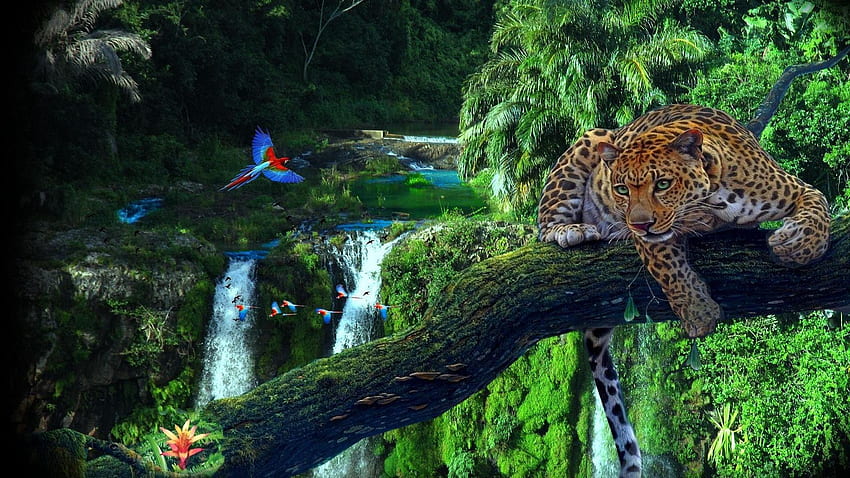 Amazonas-Regenwald Amazonas-Regenwald - Amazonas-Dschungel, Amazonas HD-Hintergrundbild