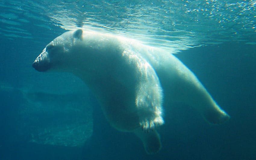 Funny Animals Polar Bear Underwater HD wallpaper