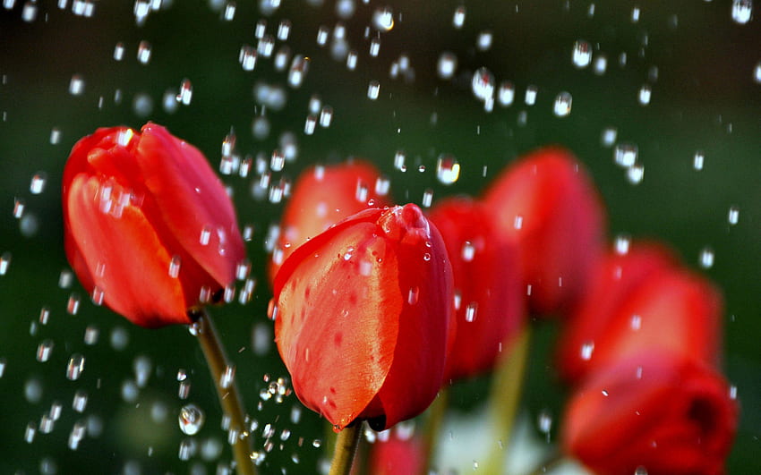 Flowers, Tulips, Drops, Blur, Smooth, Buds HD wallpaper
