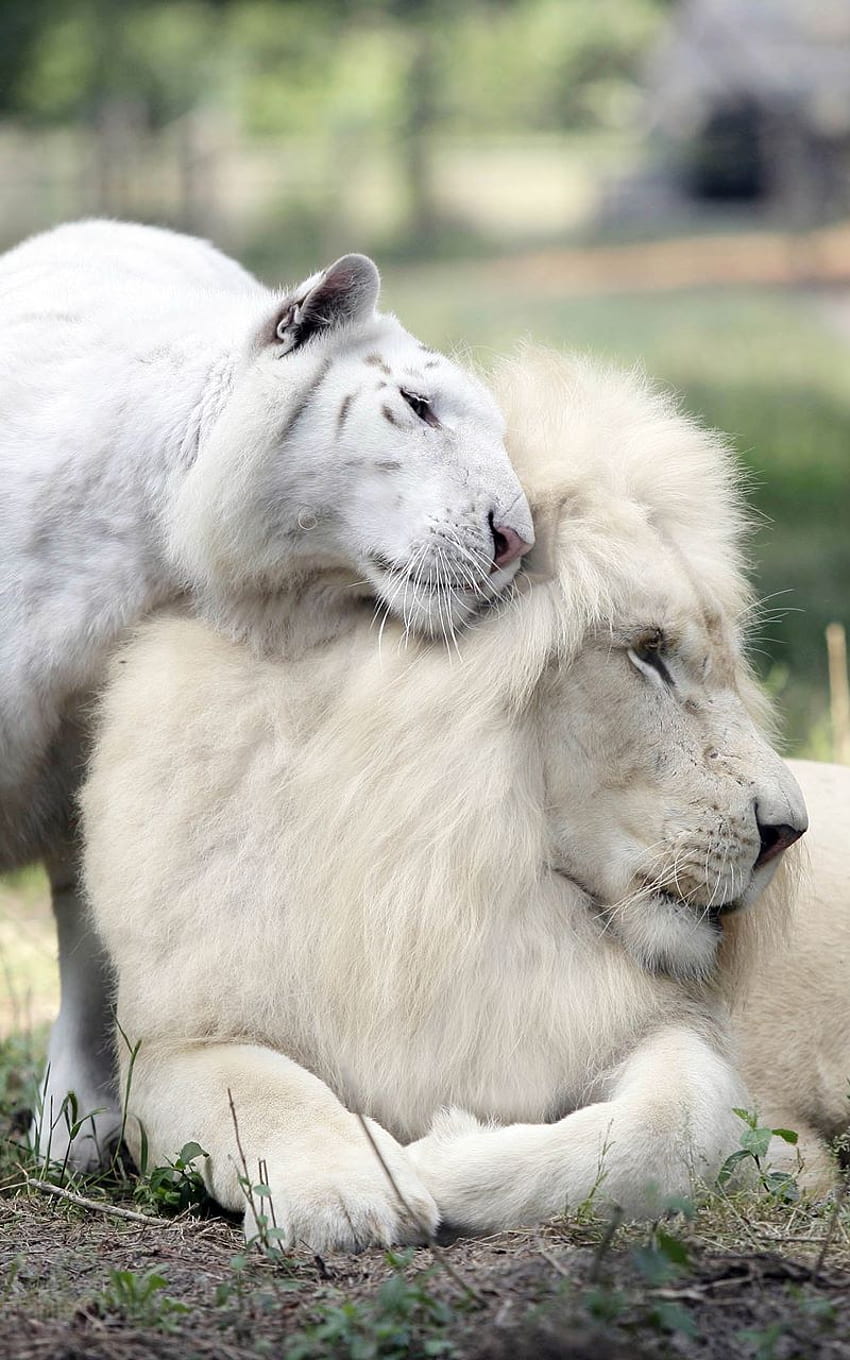 White Lion Couple pickcom [] for your , Mobile & Tablet. Explore White Lion. Black and White Lion , Cool Lion , African White Lion HD phone wallpaper