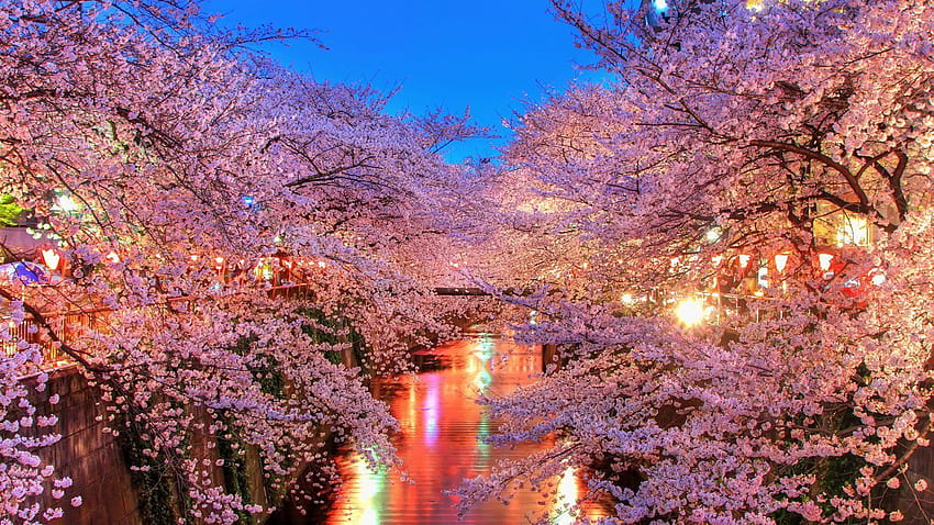 Light water night sakura tokyo spring flower peoples tree nature . HD wallpaper
