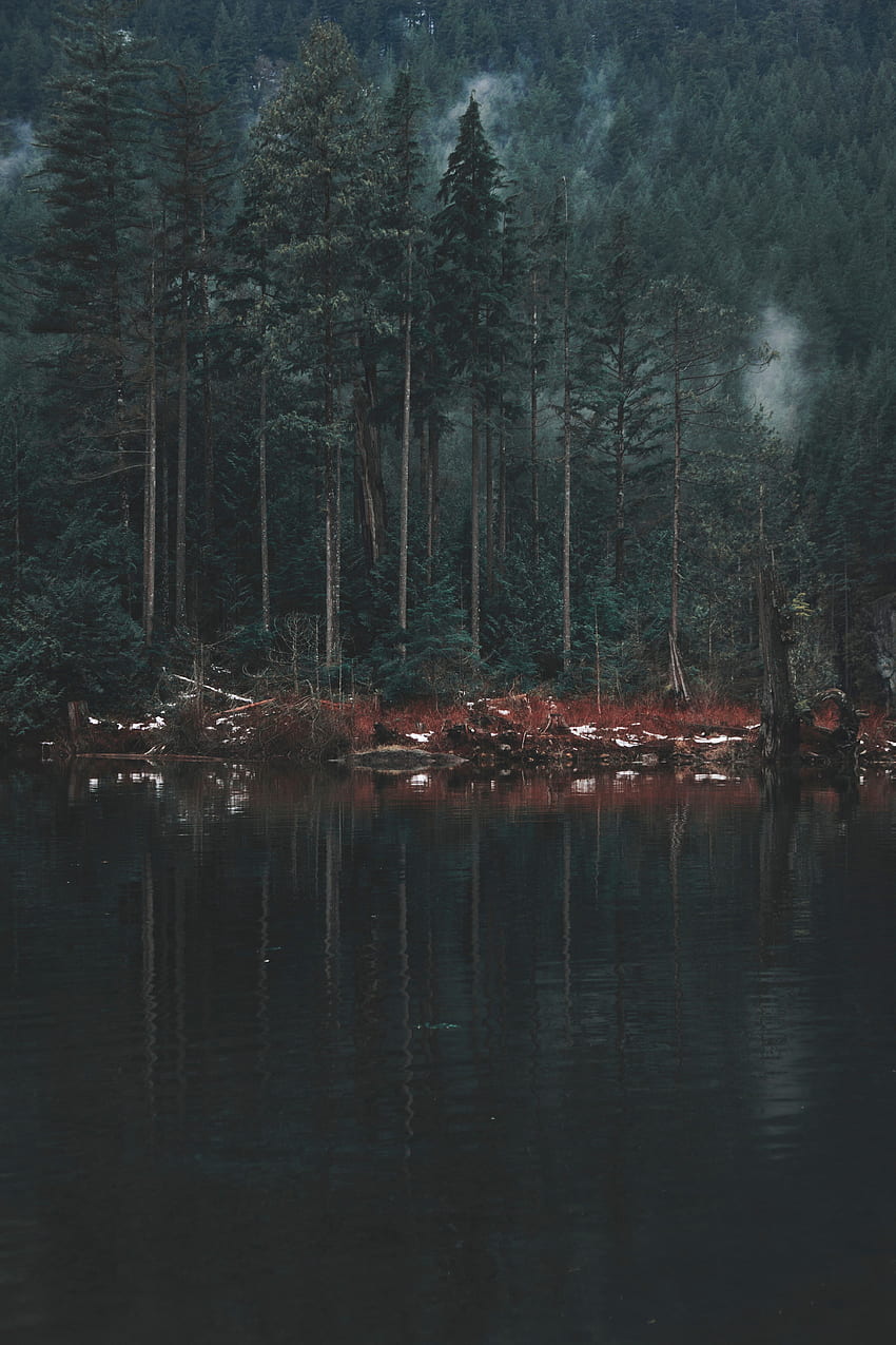 naturaleza, árboles, lago, reflexión, orilla, banco fondo de pantalla del teléfono