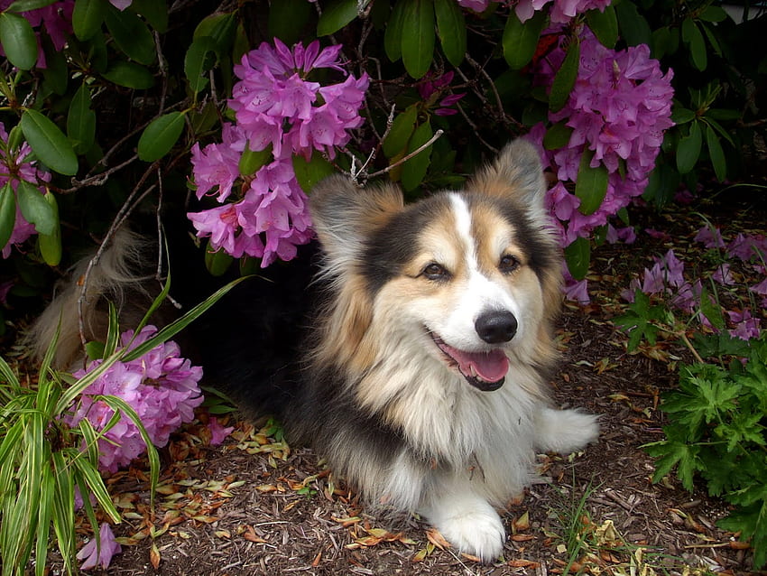 Enjoying the garden, animal, dog, puppy, colie, flower, pet HD wallpaper