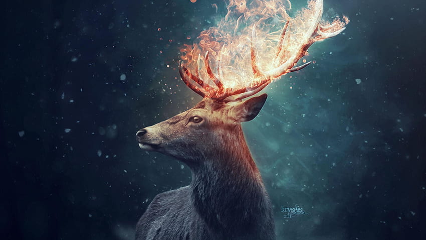 Deer : Top Deer Background, & HD wallpaper