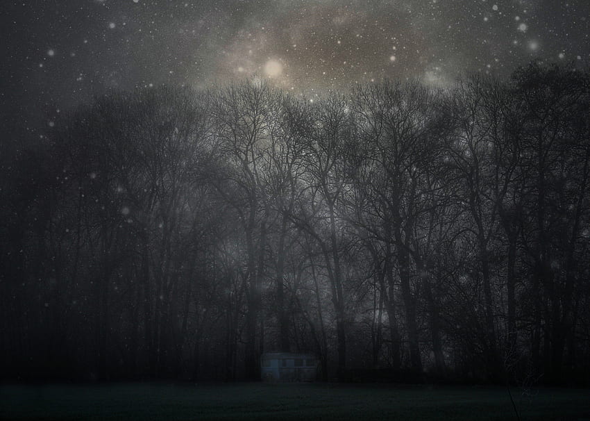 ต้นไม้ กลางคืน มืด ป่า หมอก ท้องฟ้าเต็มไปด้วยดวงดาว ลึกลับ ลึกลับ วอลล์เปเปอร์ HD