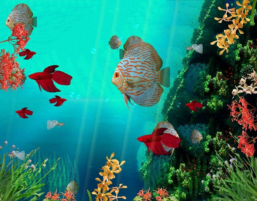 Galerie de poissons frais animés - Anime Fond d'écran HD