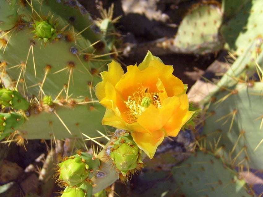 Fleur de cactus, fleurs, cactus Fond d'écran HD