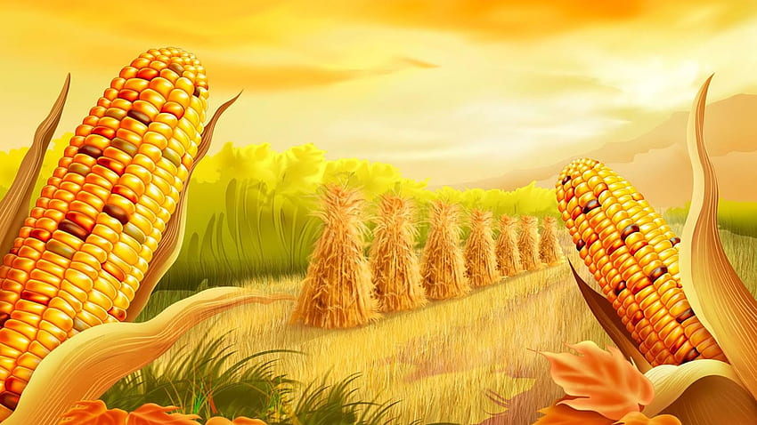 Moril corn field Computer Background [] for your , Mobile & Tablet. Explore Cornfield Hi Resolution . Background, For HD wallpaper