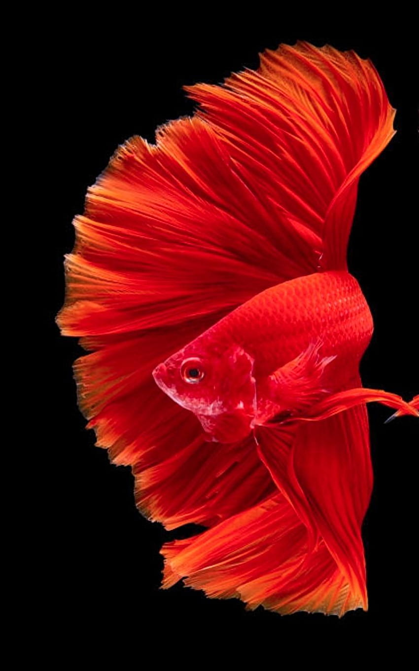 Fish iPhone Wallpapers - Top Free Fish iPhone Backgrounds - WallpaperAccess