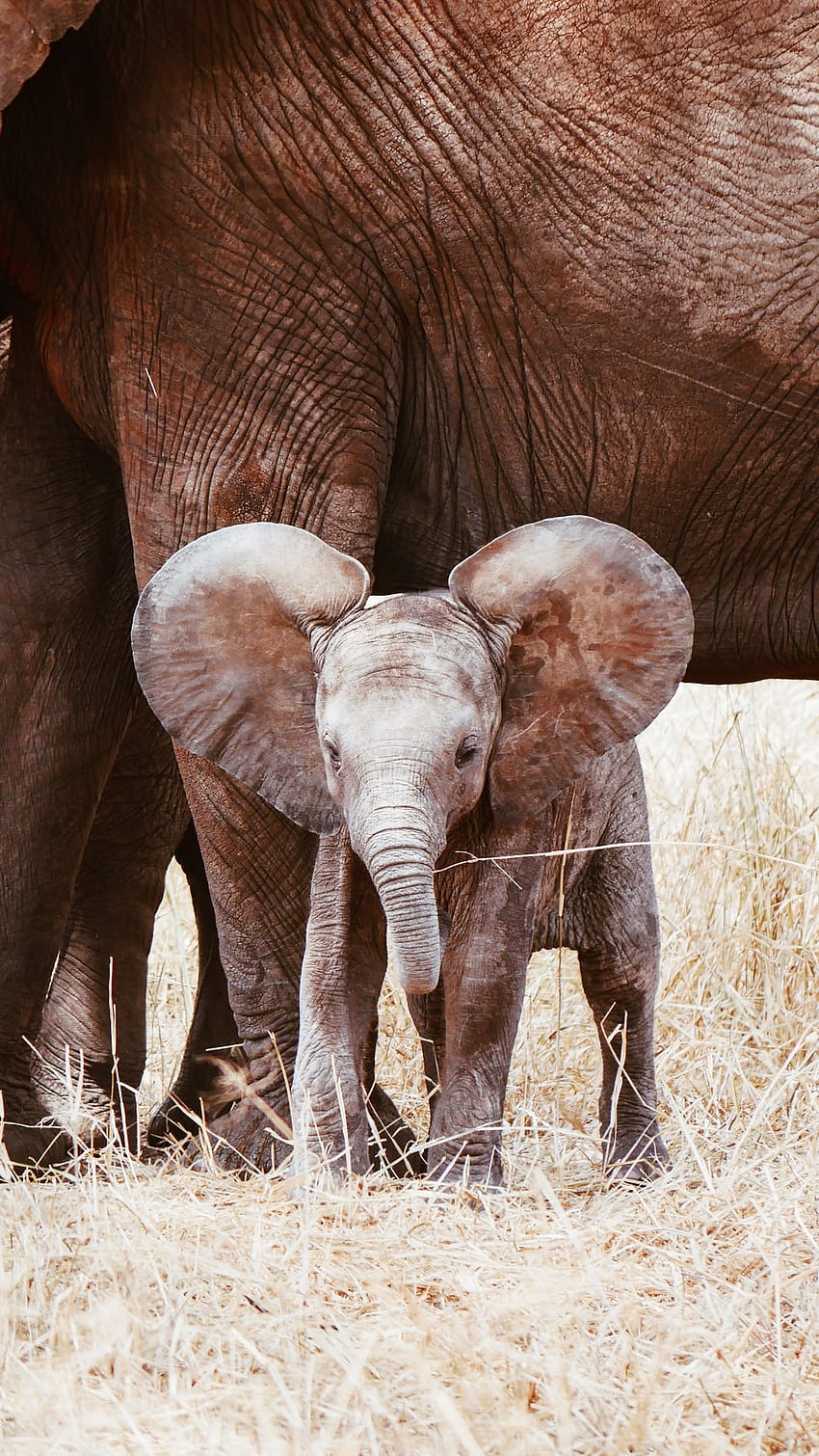 1K+ Baby Elephant , Baby Elephant Phone HD phone wallpaper