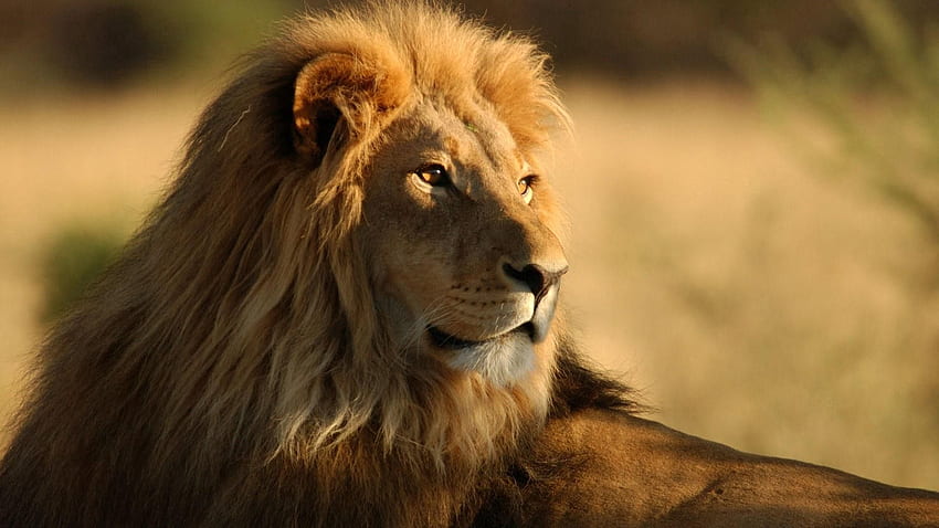 Animales, león, depredador, gato grande, vista, opinión, melena, rey de las bestias, rey de las bestias fondo de pantalla
