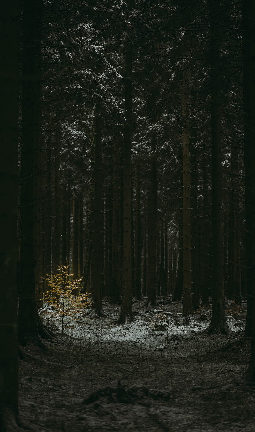 Inverno, natura, alberi, conifere, buio, foresta Sfondo del telefono HD