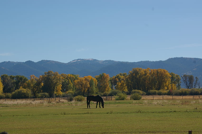 Wypas koni, Victor, Idaho, pola, upadek, góry, jesień, sceniczny Tapeta HD