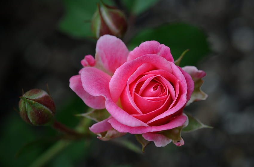 Mawar Merah Muda, Bunga, Merah Muda, Kelopak, Mawar Wallpaper HD