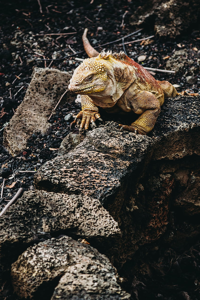 Animals, Stones, Lizard, Reptile, Iguana HD phone wallpaper