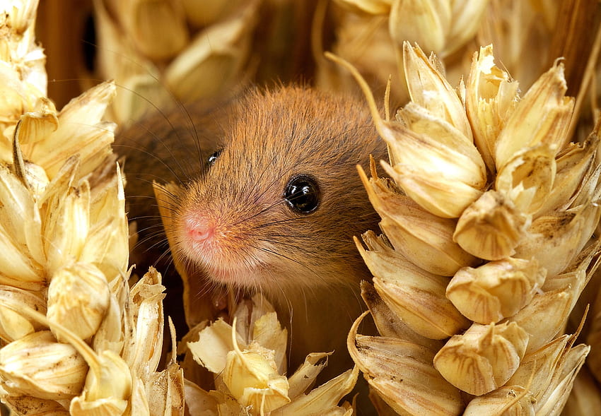 Harvest mouse, animal, soricel, cute HD wallpaper