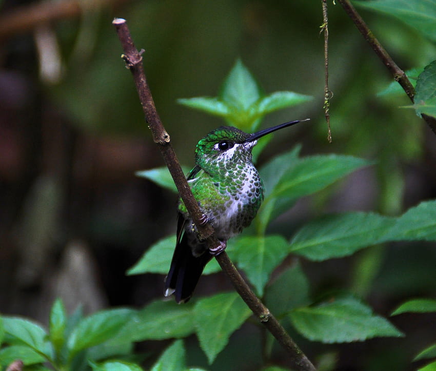 Cute, bird, close up, hummingbird HD wallpaper