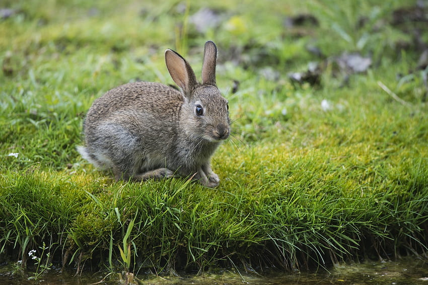 สัตว์ แม่น้ำ หญ้า สายตา ความคิดเห็น กระต่าย กระต่ายป่า วอลล์เปเปอร์ HD