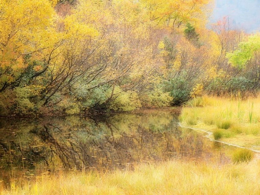 Autumm, nature, forest, yellow HD wallpaper