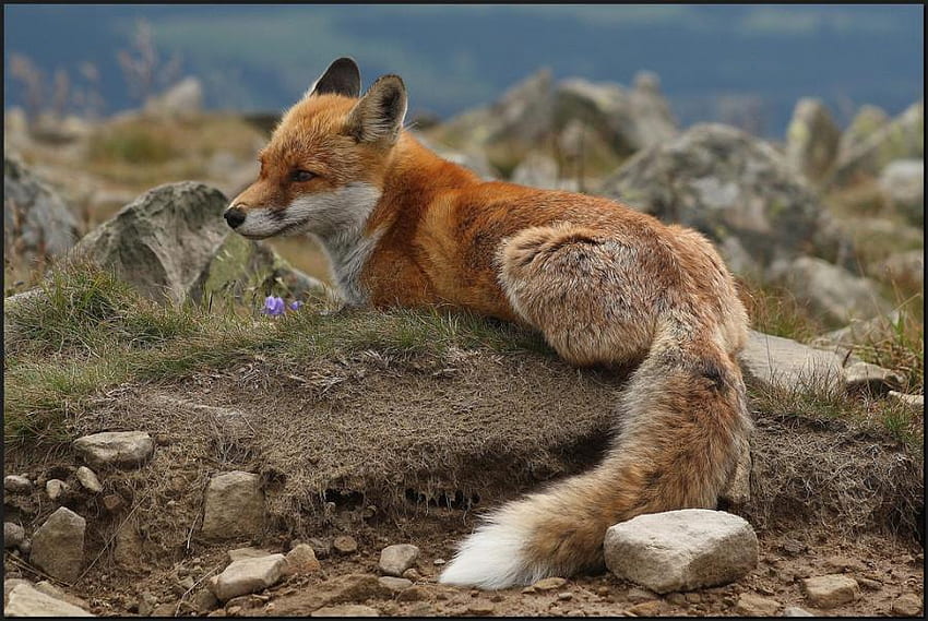 RESTING WILD RED-FOX, red fox, wildlife, canine, wild, fox HD wallpaper