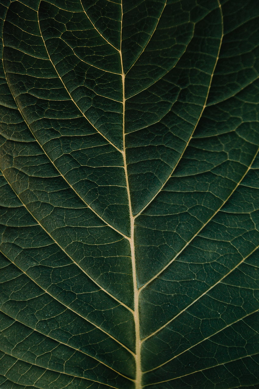 Растение, макро, лист, лист, вени HD тапет за телефон