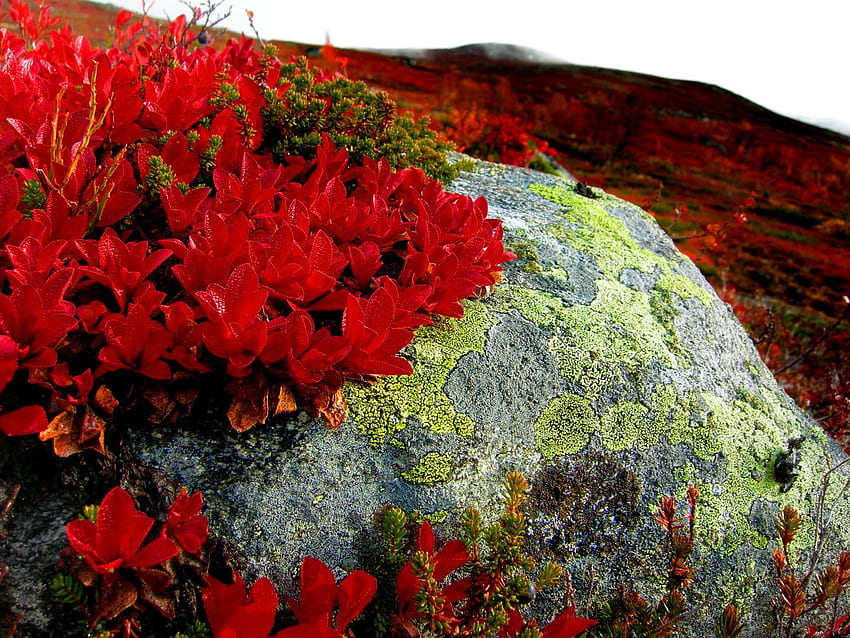 Mountain Flowers, sky, flowers, mountains, red HD wallpaper